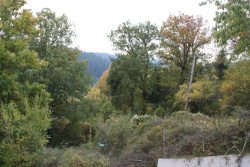 View of trees from hotel